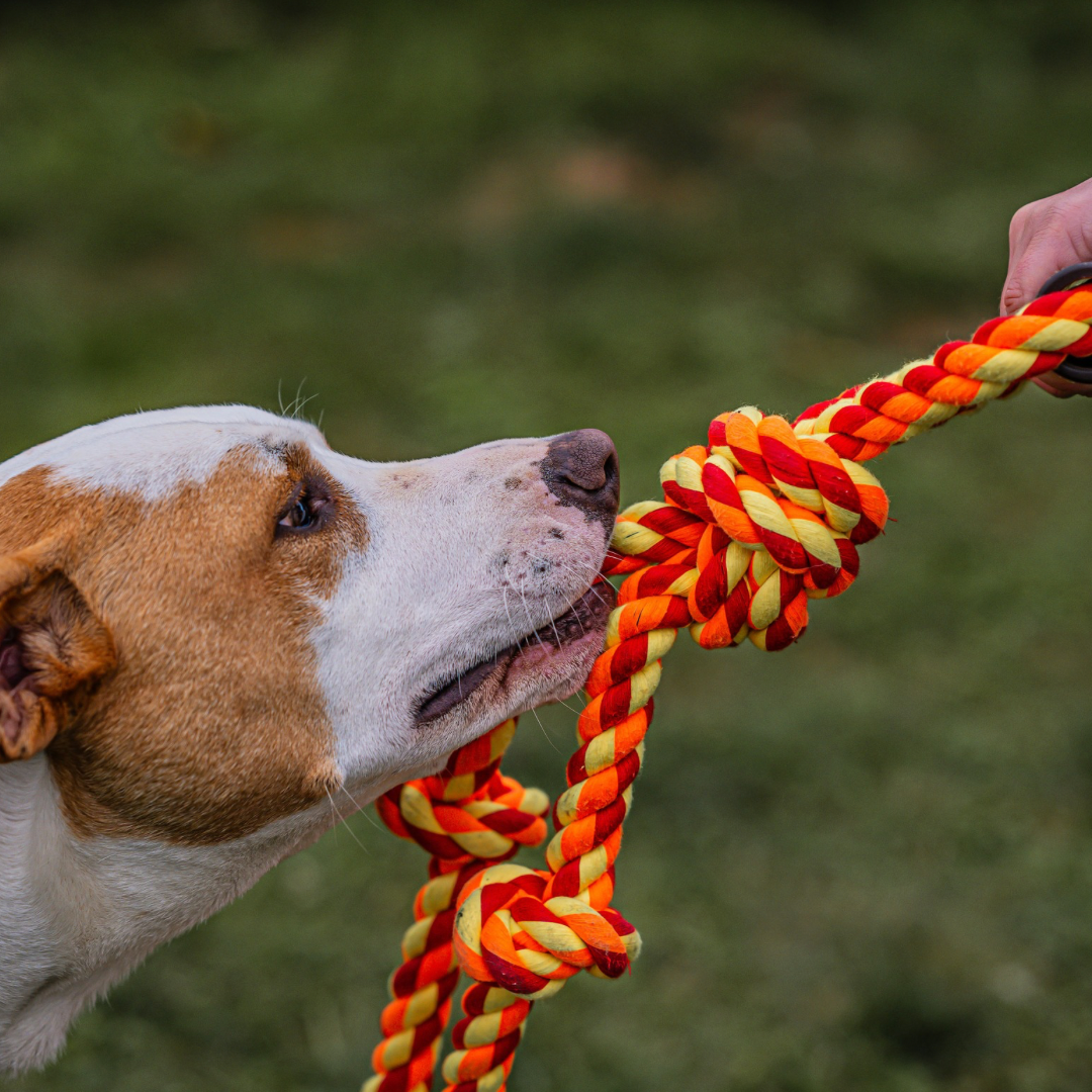 Durable Rope Tug Toy with Handle- Chew & Play for Dogs