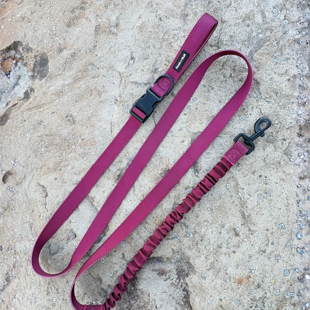 Bungee Dog Lead