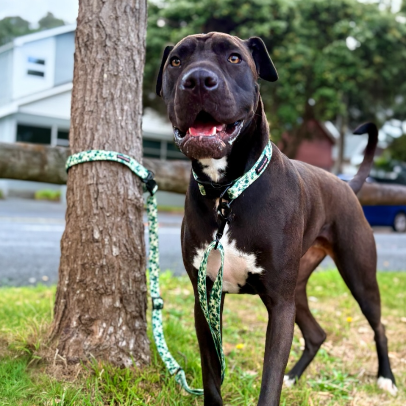 Forest Green All-in-One Dog Leash