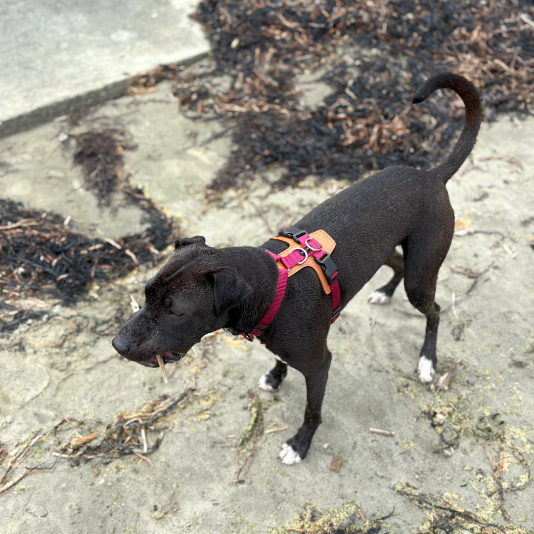 Premium Adjustable Dog Harness – Leather & Nylon Comfort Design