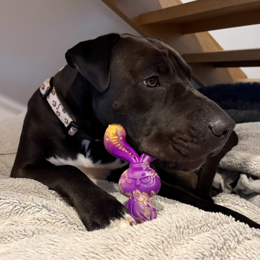 Tough Nylon Chew Toy for Powerful Chewers