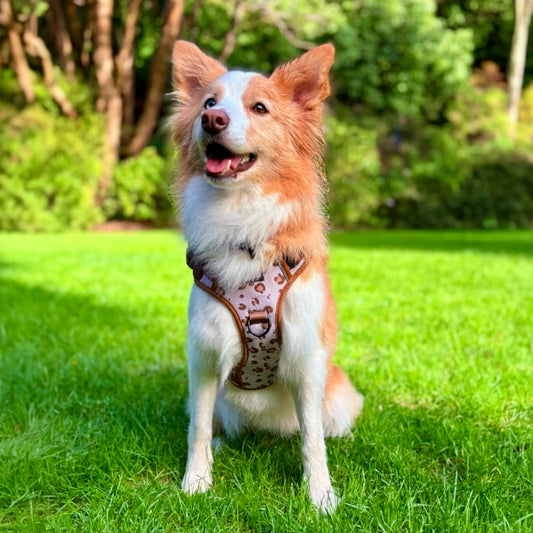 Savannah Dog Walking Set