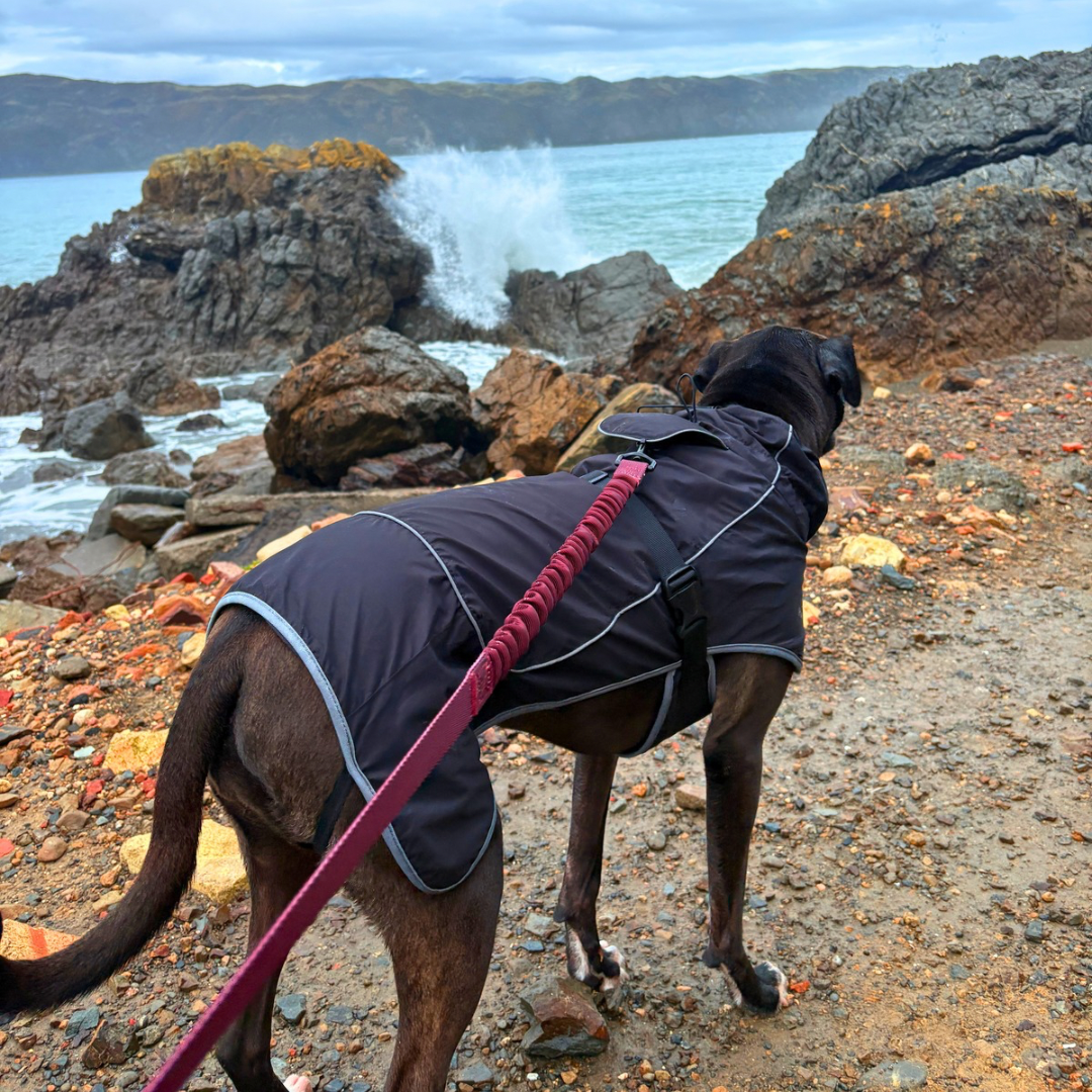 Waterproof Dog Rain Jacket