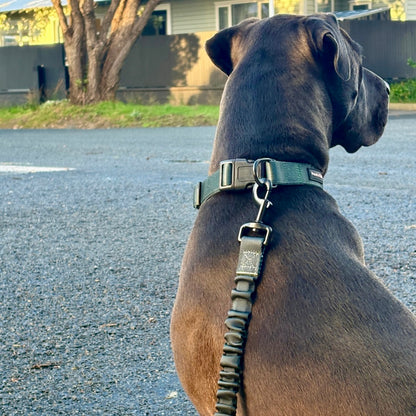 Bungee Dog Lead & Collar Set
