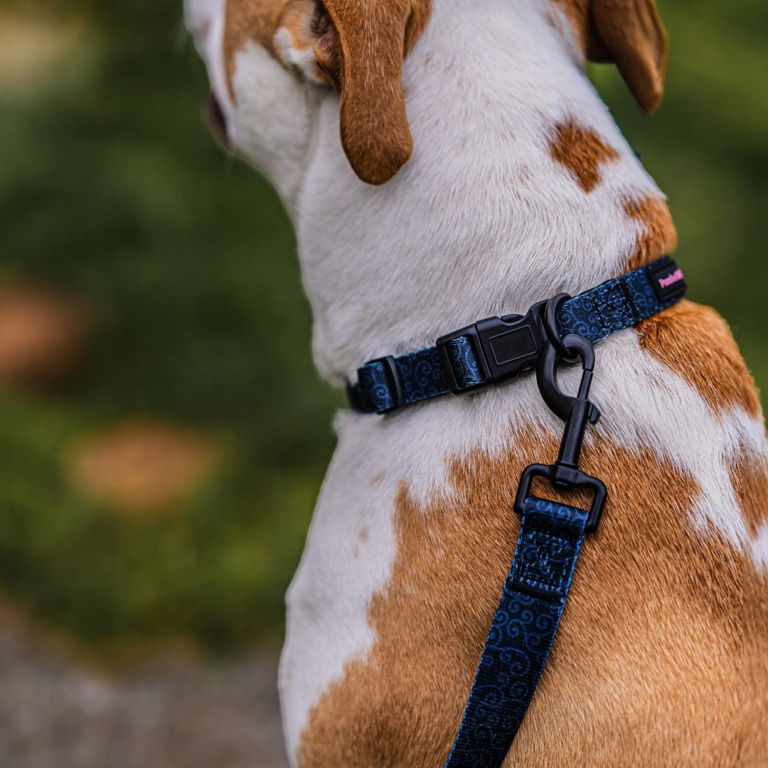 Traffic Lead & Collar