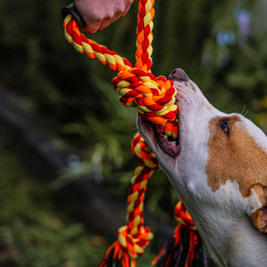 Durable Rope Tug Toy with Handle- Chew & Play for Dogs