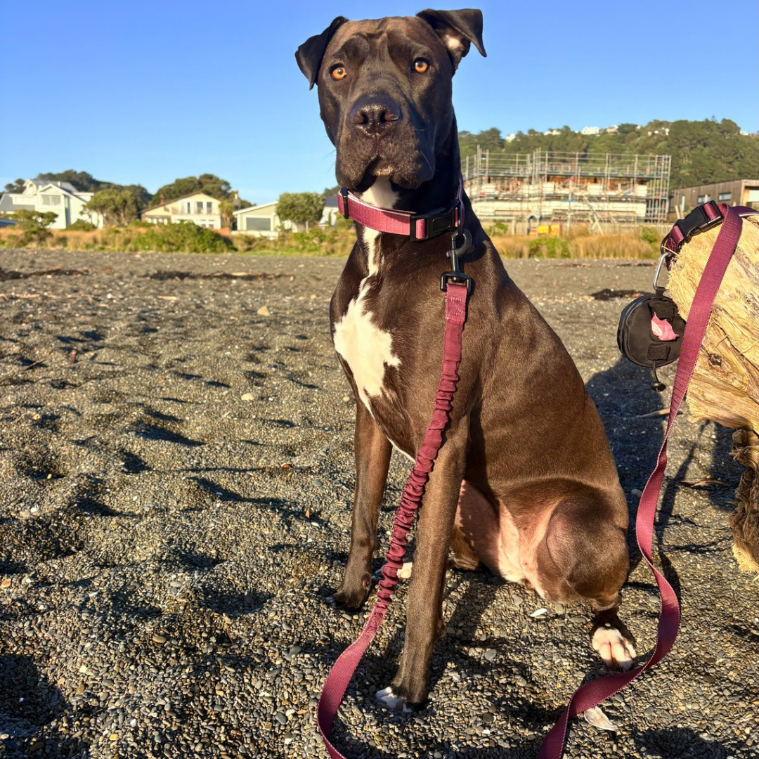 Bungee Dog Lead & Collar Set