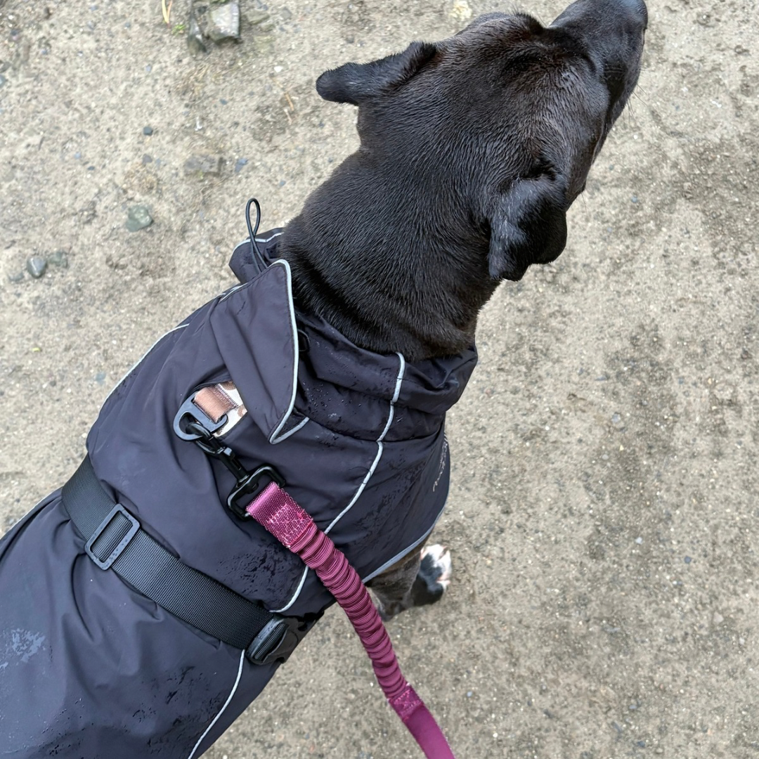 Waterproof Dog Rain Jacket