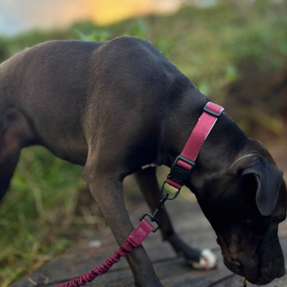 Bungee Dog Lead & Collar Set
