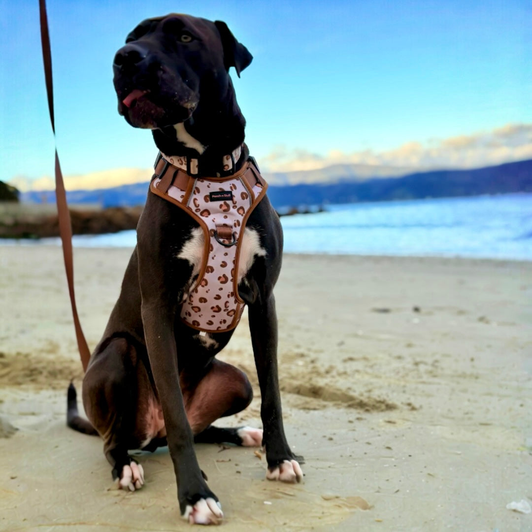 Savannah Dog Walking Set