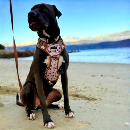 Savannah Dog Walking Set