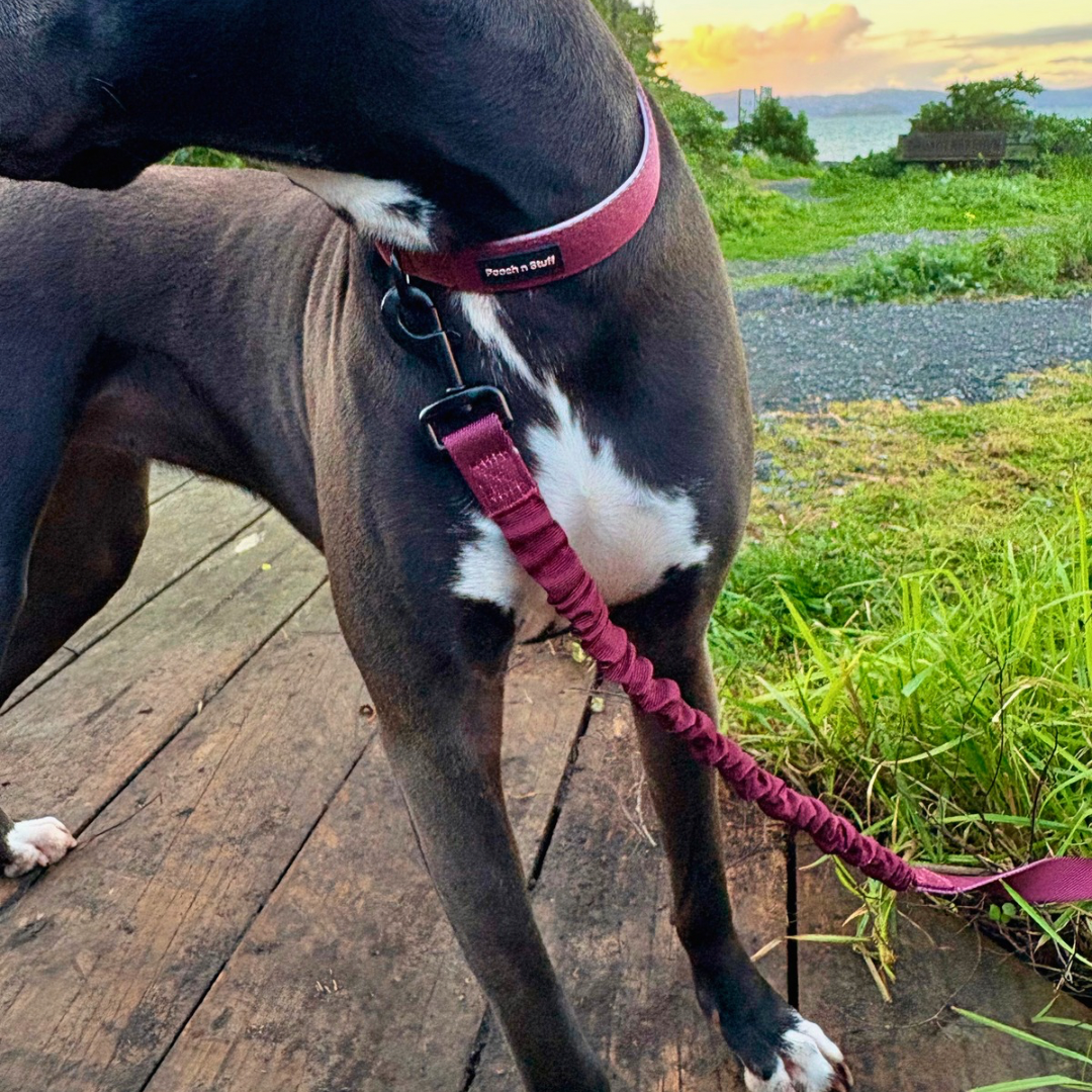 Bungee Dog Lead & Collar Set