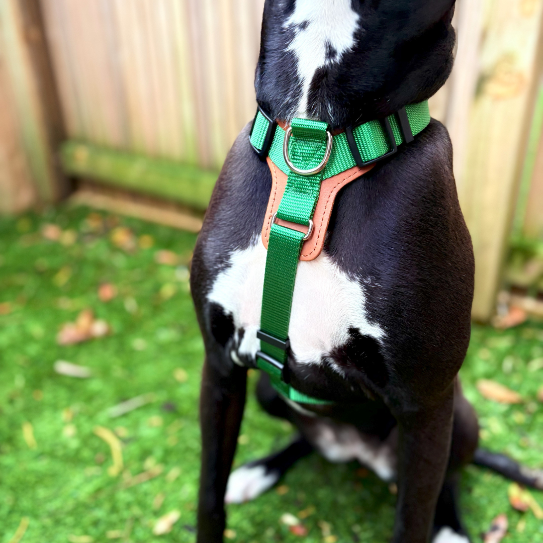 Premium Adjustable Dog Harness – Leather & Nylon Comfort Design