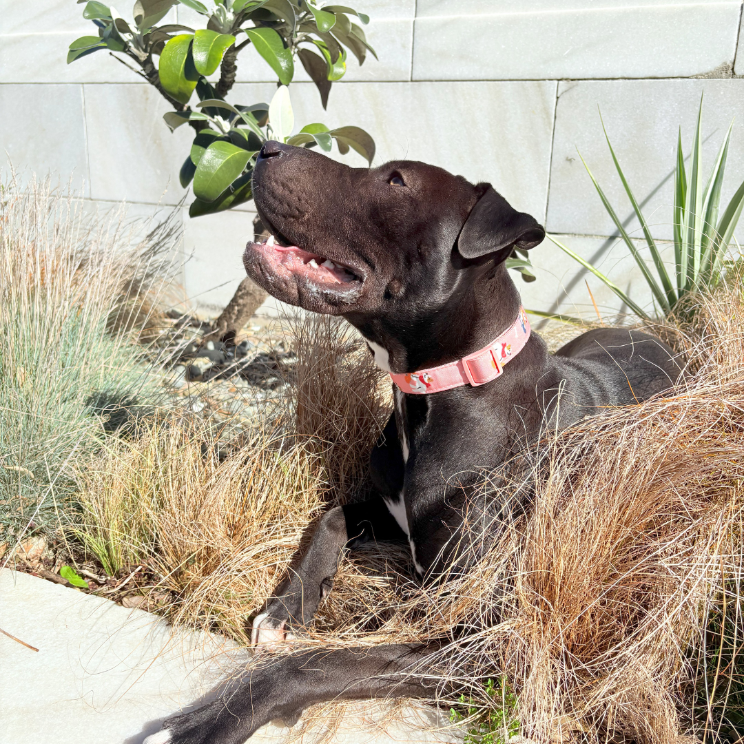 Dog Print Collar – Lightweight, Durable, Nylon