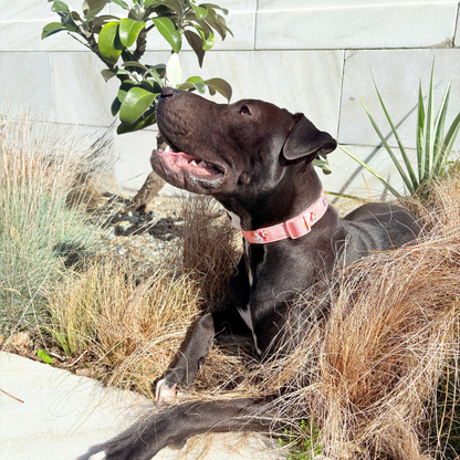 Dog Print Collar – Lightweight, Durable, Nylon